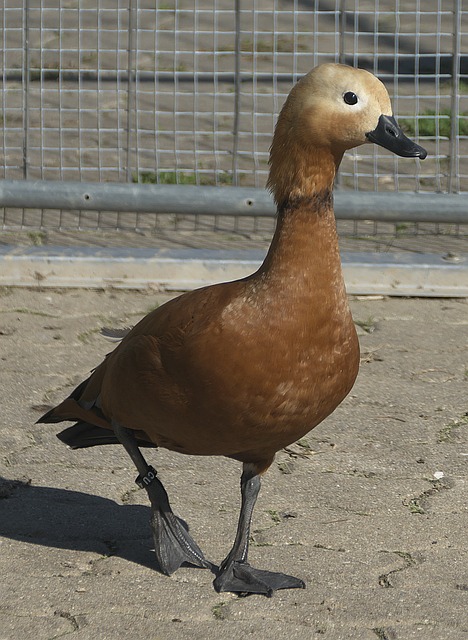 较量持悲观
